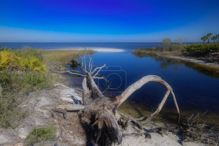 Un arbre déchu et détérioré au bord des eaux calmes de la baie Saint-Joe, partageant des histoires de résilience et de passage du temps.