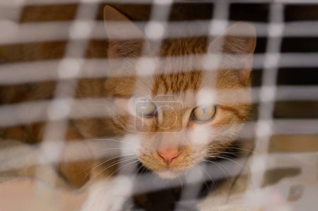 Eine Katzenfreundin blickt mit sehnsüchtigen Augen durch die Barrieren ihres Käfigs und hofft auf eine Welt jenseits der Enge..