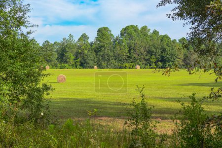 "Nature's bounty: A picturesque landscape unfolds as rolls of hay adorn a lush green field, embodying the timeless allure of rural serenity.  CountrysideCharm HarvestSeason"