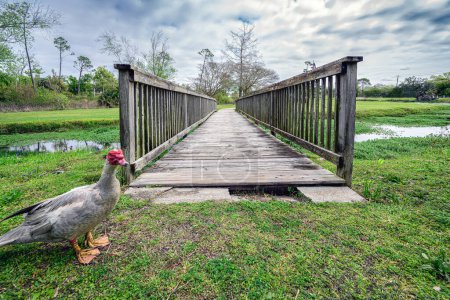 "Guardian of the crossing A vigilant Muscovy Duck stands watch at the wooden bridge, its presence adding a touch of whimsy and serenity to the tranquil scene.  #WatchfulQuack #BridgeGuardian"