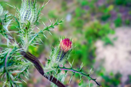"Nature's resilience A solitary thistle stands tall amidst the sprawling fields, a testament to its strength and beauty in the face of the elements.  #FieldElegance #NatureResilience"