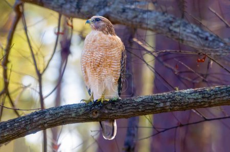 "Buse à épaulettes : Majestueusement perché sur une branche de chêne, ce magnifique oiseau de proie regarde attentivement, incarnant la puissance et la grâce de la nature.."