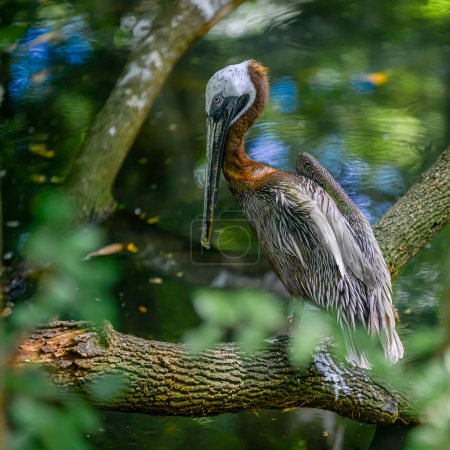 "Ein brauner Pelikan hockt anmutig auf einem Eichenstamm, das ruhige Wasser dient als heitere Kulisse."