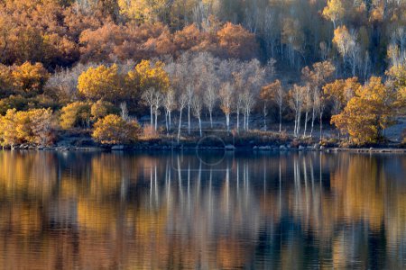 Photo for Fall colors have arrived at Kolob Reservoir in Southern Utah. - Royalty Free Image