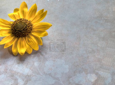 Sonnenblume von oben auf flachem, mehrfarbigem Hintergrund
