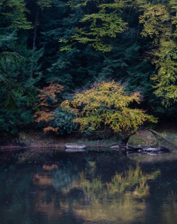 Couleurs d'automne sont arrivés le long de la rivière Clarion à Cook Forest State Park, Pennsylvanie