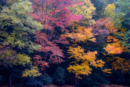 Foto de Colores de otoño han llegado a lo largo del río Clarion en Cook Forest State Park, Pennsylvania - Imagen libre de derechos