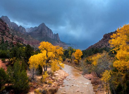 Colores de otoño han llegado a lo largo del río Virgen en el cañón de Zion en el Parque Nacional de Zion, Utah