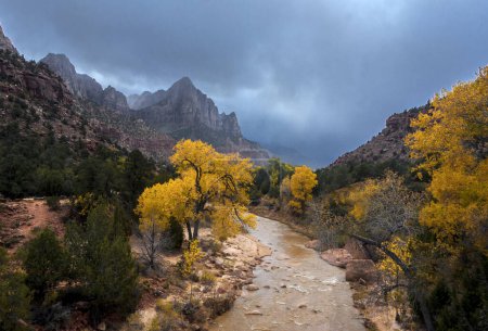 Des couleurs automnales sont arrivées le long de la rivière Virgin dans le canyon de Sion au parc national de Zion, Utah