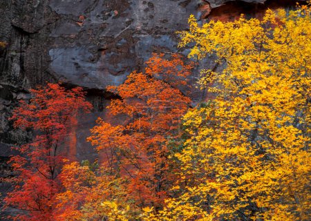 Couleurs d'automne sont arrivés à Big Bend au parc national de Zion, Utah
