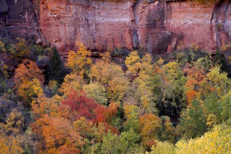 L'automne est arrivé au parc national de Zion, Utah