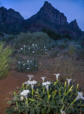 Sacred Datura bloom at night in front of Watchman at Zion National Park, Utah