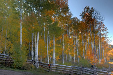 Herbstfarben kommen mit den leuchtenden Farben aus den Aspen-Baumwäldern auf der Kolob-Terrasse neben dem Zion-Nationalpark, Utah