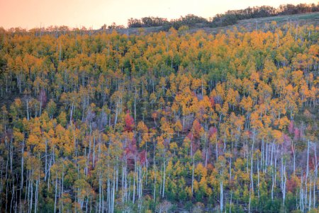 Herbstfarben kommen mit den leuchtenden Farben aus den Aspen-Baumwäldern auf der Kolob-Terrasse neben dem Zion-Nationalpark, Utah