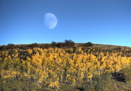 Fall colors and a rising moon have arrived from the Aspen tree forests at Kolob Terrace adjacent to Zion National Park, Utah