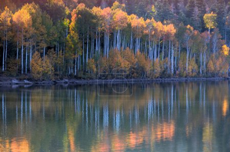An aspen tree forest in full color is reflected in the calm water of Kolob Reservoir adjacent to Zion National Park, Uath