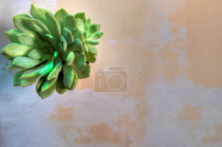 Lay flat view of cactus on abstract textured  surface.