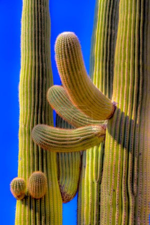 ungewöhnliche Formen entstehen durch den riesigen Saguaro-Kaktus im Saguaro-Nationalpark, arizona