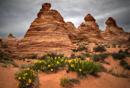 Wildflowers are blooming at South Coyote Buttes at Vermillion Cliffs National Monument, Arizona