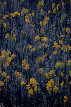 Fall colors have arrived at an aspen tree forest in Dixie National Forerst,  Utah