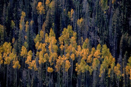 Fall colors have arrived at an aspen tree forest in Dixie National Forerst,  Utah