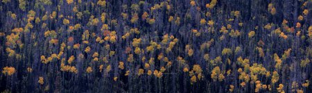 Des couleurs automnales sont arrivées dans une forêt de peupliers faux-trembles à Dixie National Forerst, Utah