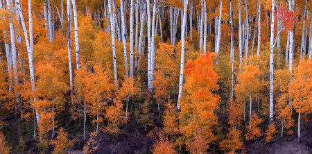 Feuillage d'automne est arrivé dans une plantation de trembles dans le sud de l'Utah paysage