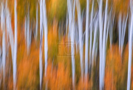 Photo for Fall foliage has arrived in an Aspen grove in the Southern Utah landscape - Royalty Free Image