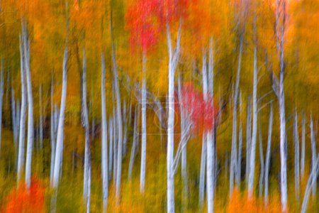 Fall foliage has arrived in an Aspen grove in the Southern Utah landscape