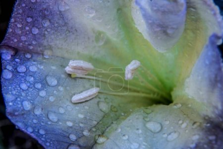 Recent rains have deposited drops on the Sacred Datura Flower at Zion National Park, Utah