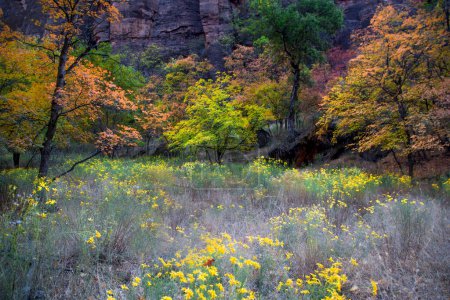 Herbstfarben sind im Zion National Park, Utah, angekommen