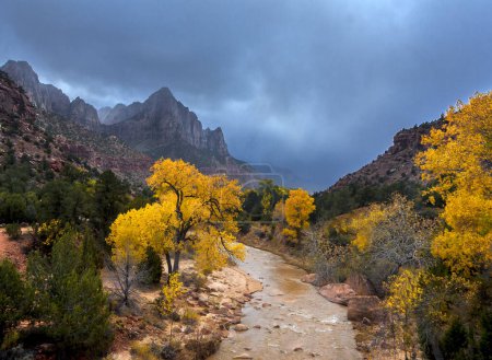 Colores de otoño han llegado a lo largo del río Virgen en el cañón de Zion en el Parque Nacional de Zion, Utah