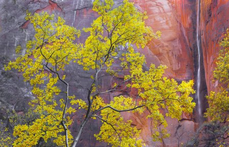 Les couleurs automnales sont arrivées au canyon Zion au parc national de Zion, Utah
