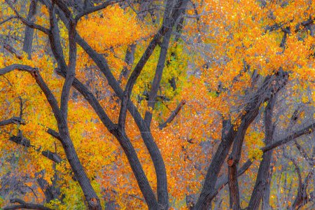 Colores de otoño han llegado al Parque Nacional Zion, Utah
