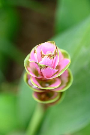 Foto de Rosa Curcuma alismatifolia flor o Siam tulipán floreciendo en temporada de lluvias, Tailandia - Imagen libre de derechos
