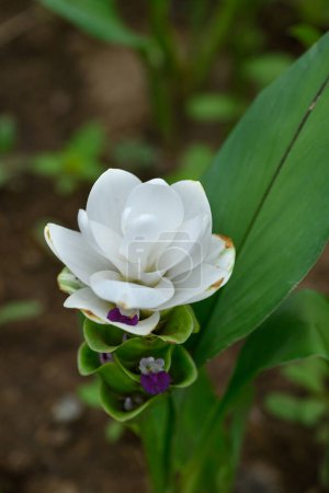 Foto de Flor de Curcuma alismatifolia blanca o tulipán Siam floreciendo en temporada de lluvias, Tailandia - Imagen libre de derechos