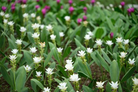 Foto de Flor blanca y rosa de Curcuma alismatifolia o tulipán Siam floreciendo en temporada de lluvias, Tailandia - Imagen libre de derechos