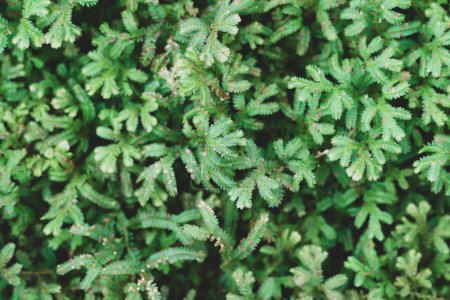 Feuilles vertes fond naturel, Selaginella verte, spikemoss ou moss clubmoss moindre