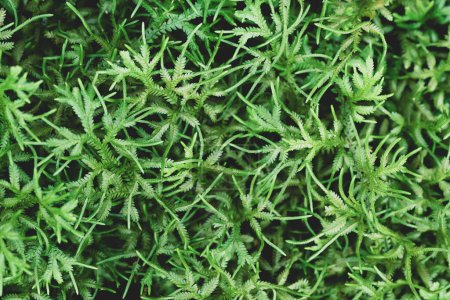 Green leaves nature background, Green Selaginella, spikemoss or lesser clubmoss