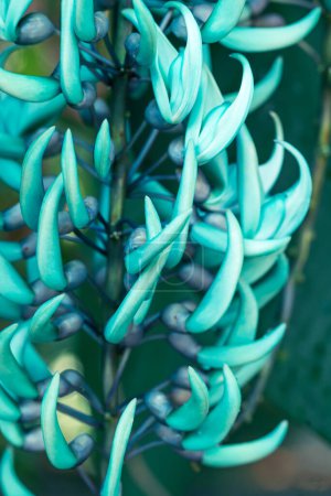 Grüne Jaderebe oder Smaragd-Schlingpflanze (Strongylodon macrobotrys), tropische Zierpflanze