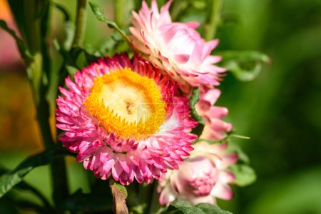 Fleur de paille rose ou fleur éternelle (Xerochrysum bracteatum) fleurissent dans un jardin