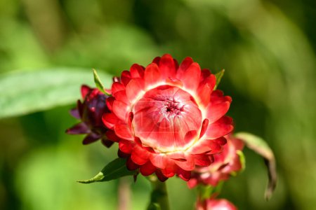 Red Straw flower or Everlasting flower (Xerochrysum bracteatum) blossom in a garden