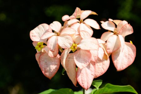 Doña Reina Sirikit flor (Mussaenda philippica) en Tailandia