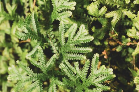 Green Selaginella, spikemoss or lesser clubmoss, Fresh leaf nature texture background