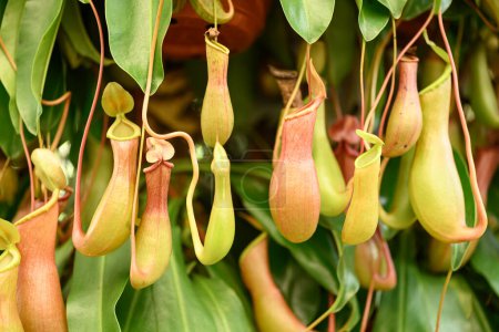 Foto de Nepenthes, plantas de jarra tropical o copas de mono en jardín ornamental - Imagen libre de derechos