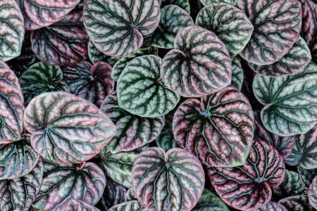 Téléchargez les photos : Peperomia caperata feuilles texture arrière-plan, Coeur forme feuilles plante d'intérieur, vue de dessus - en image libre de droit