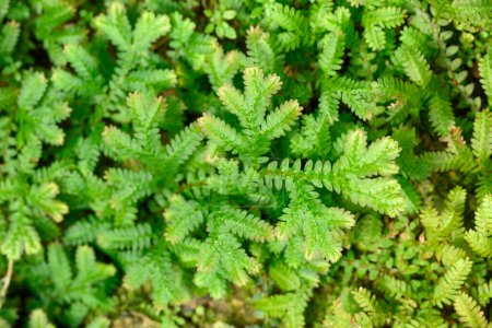 Grüner Selaginella, Spikemoss oder kleineres Klubmoos, Hintergrundfarbe Frische Blattnatur