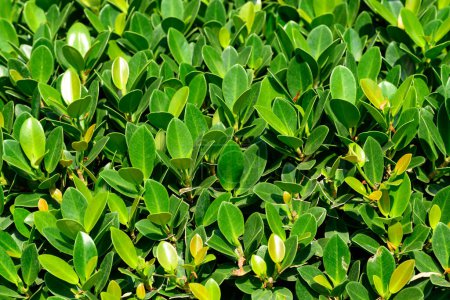 Téléchargez les photos : Plante à feuilles vertes (Banyan tree ou Ficus annulata) motif pour fond - en image libre de droit