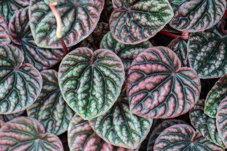 Peperomia caperata leaves texture background, Heart shape leaves houseplant