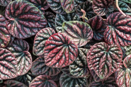 Photo for Peperomia caperata leaves texture background, Heart shape leaves houseplant - Royalty Free Image